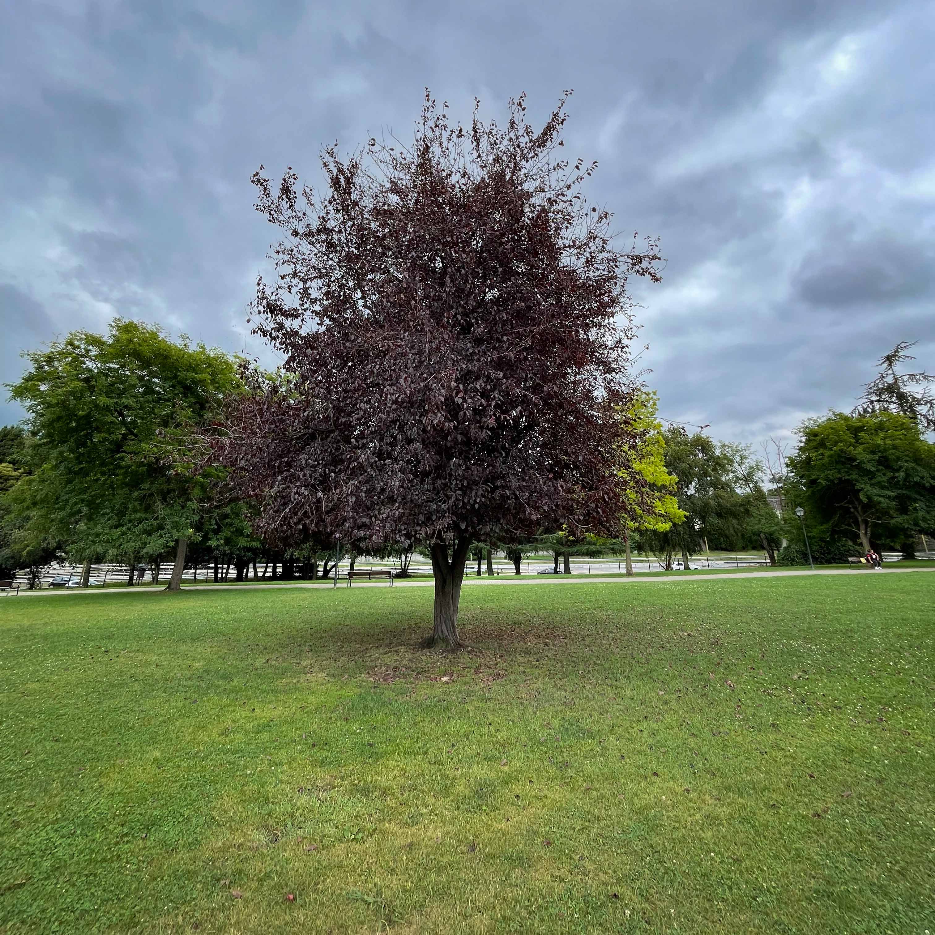 Paisaje otoñal 3